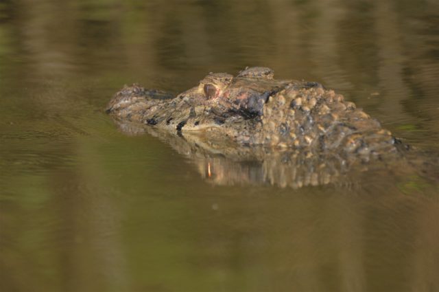 tambopata rainforest tours