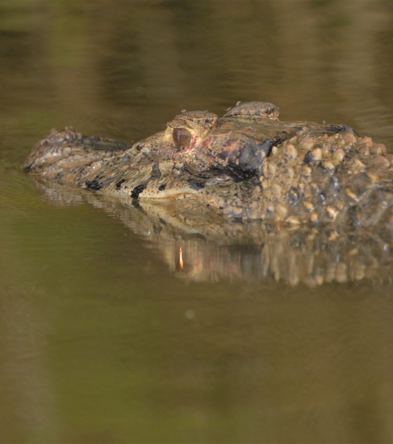 Tambopata Trips - 2 Days Experience