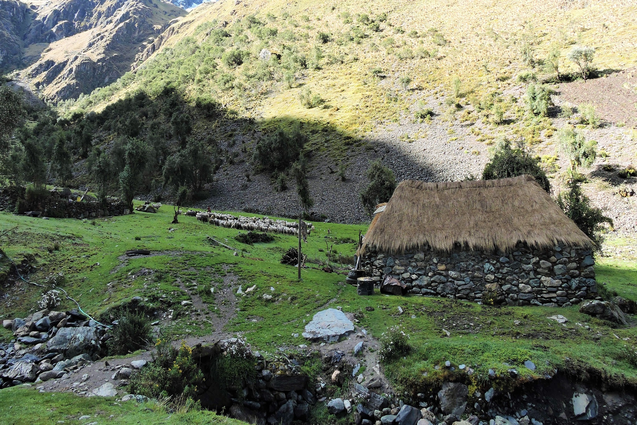 Birding in Abra Malaga - Cusco: The Best Experience for Endemic Bird Observation on a Wide Range of Elevations Nestled in the stunning Andean mountains of Peru, Abra Malaga in the Cusco region offers birdwatchers a truly exceptional experience. Renowned for its high biodiversity and wide range of elevations, this enchanting destination provides a unique opportunity to observe an array of endemic bird species like no other. Located at an elevation ranging from 2,500 to 4,350 meters (8,200 to 14,270 feet), Abra Malaga is a paradise for bird enthusiasts. The varying altitudes create distinct ecosystems, each harboring a multitude of unique avian species. This diversity is a result of the convergence between the eastern slopes of the Andes and the Amazon Basin, making it a pivotal hotspot for bird conservation. One of the primary attractions of Abra Malaga is its impressive list of endemic bird species. These rare and unique birds have adapted to the specific environmental conditions of the region, resulting in remarkable evolutionary developments. Here, birdwatchers have the chance to spot species such as the Inca Wren, Royal Cinclodes, Chestnut-breasted Mountain Finch, and the striking Andean