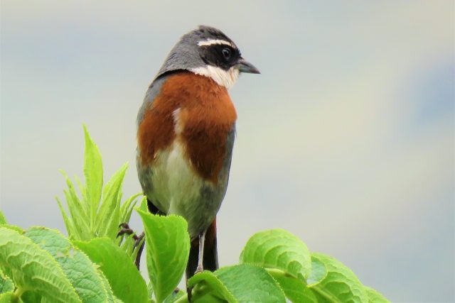 Condor Watching Tour in Cusco