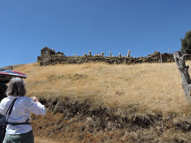 Birding on Manu Road