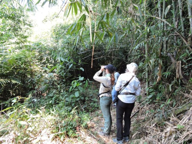 Birding on Manu Road