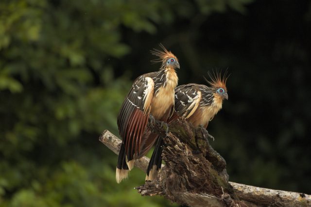 Birdign on Manu Road