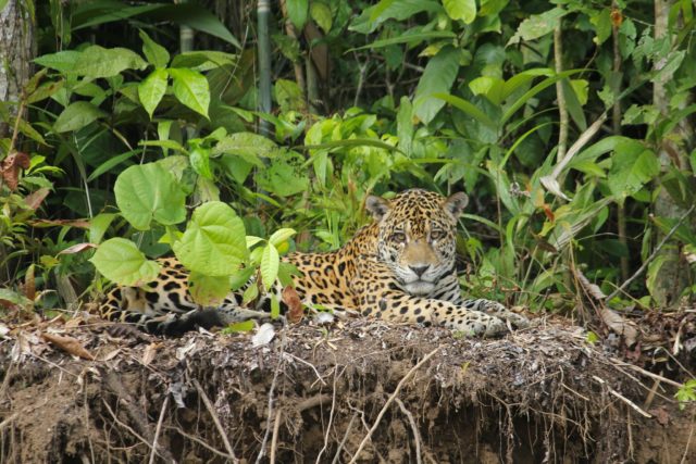 peru amazon jungle tours