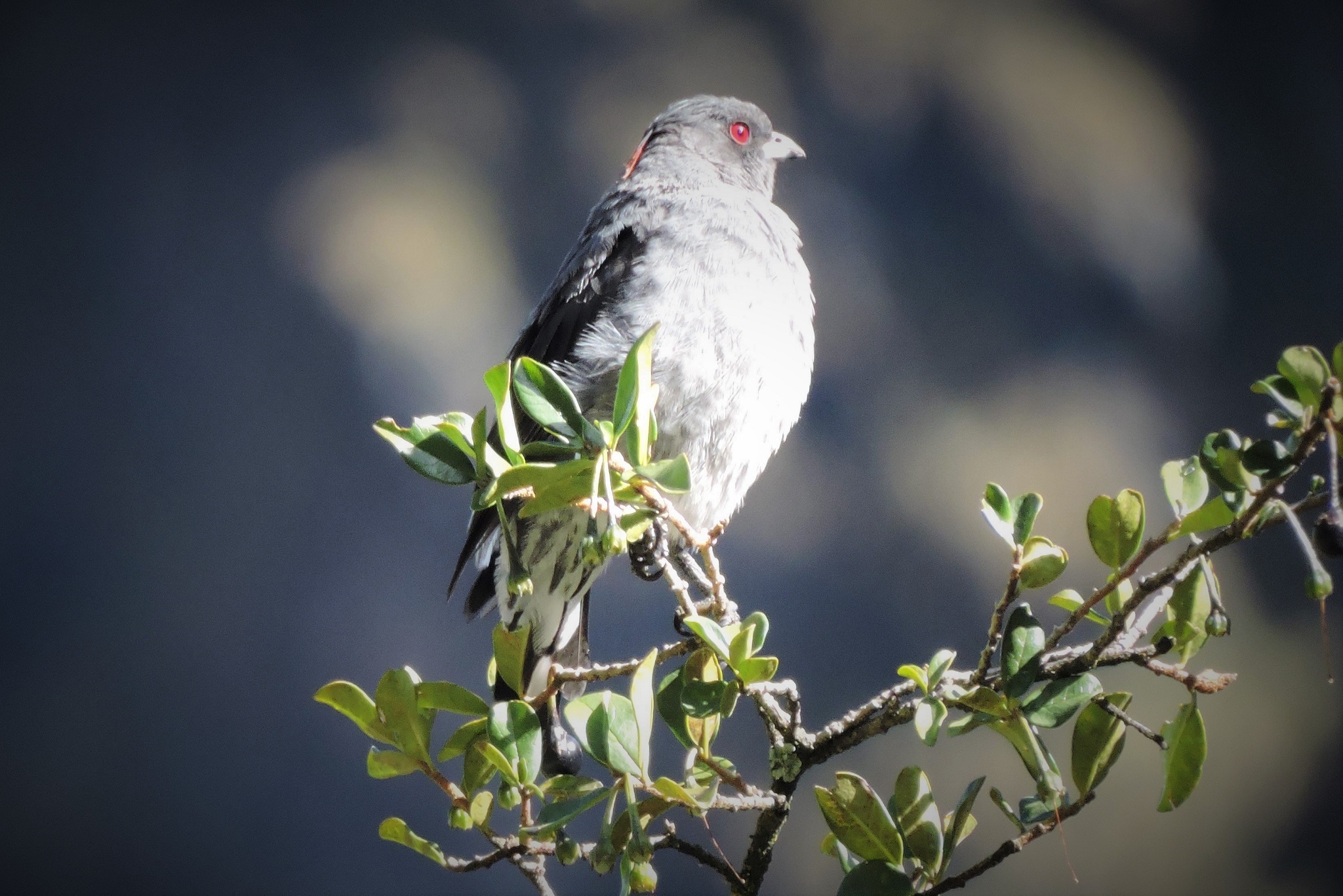 Red crested cotinga abra malaga