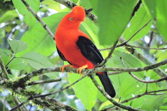 during an Espiritu Pampa Expedition we have seen the cock of the rock birds a peru emblematic species