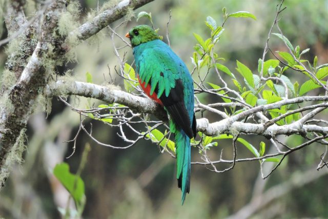 cusco close rainforest