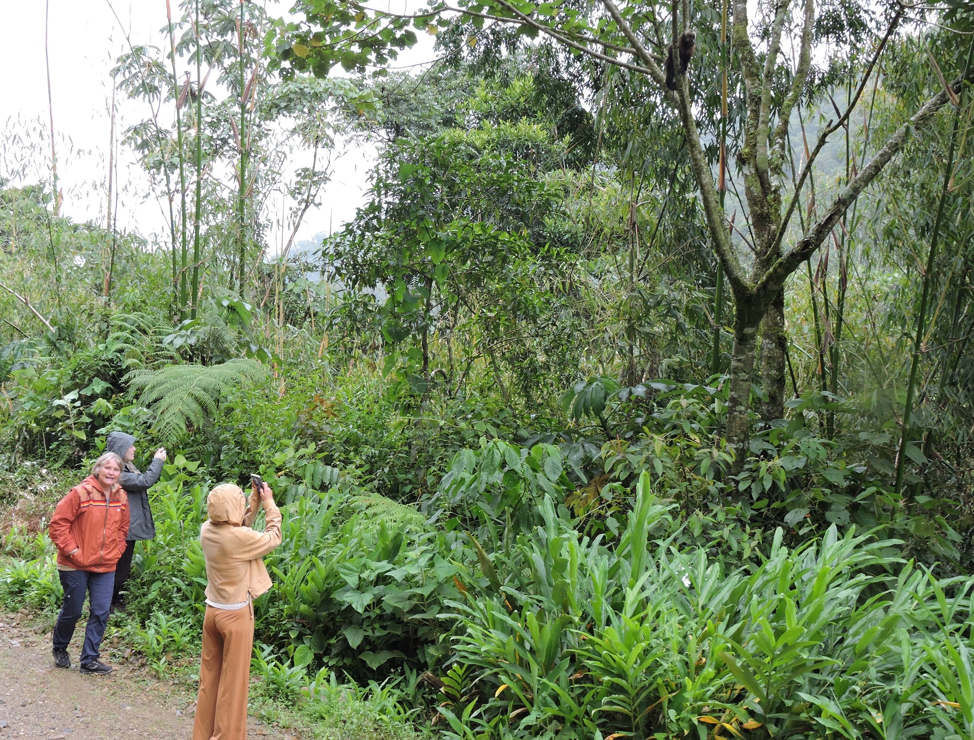 Exploring Manu Park in Peru is an adventure of a lifetime. With its woodlands, forests, and winding rivers, Manu Park is one of the most exciting and exotic places to visit. Whether you’re planning a short tour or a longer trek, here are some tips to help you book the perfect trip.1. Choose the Right Tour Company – First and foremost, make sure you book with a reputable tour company. Look for companies that are familiar with the different parts of Manu Park and can provide knowledgeable guides and carry the necessary equipment. 2. Consider Length of Trip – Will you be visiting Manu Park for a few days, or for longer? If you’re looking for a more intense experience, consider a longer tour. However, if you’re short on time or looking for a more relaxed trip, look for a short tour. 3. Research Accommodations – Most tour companies offer a range of accommodation options, from basic lodging to luxury lodges. Consider what type of accommodation you want and make sure the tour company can accommodate your needs. 4. Read Reviews – Make sure to read the reviews of a tour company before booking. Read reviews from other travelers to get an idea, Is Manu National Park worth visiting? 