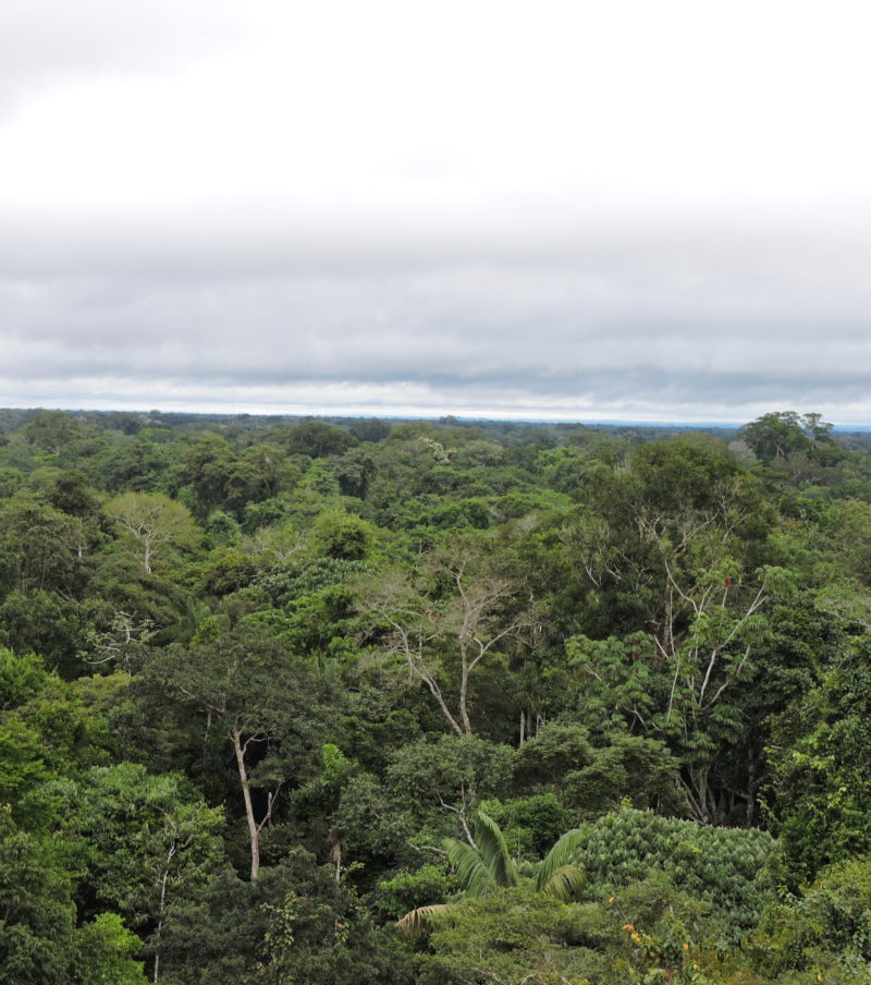 Into the Heart of the Amazon 4 days