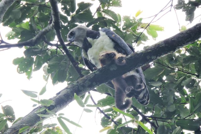 Cloudforest Birding in Manu - 4 days