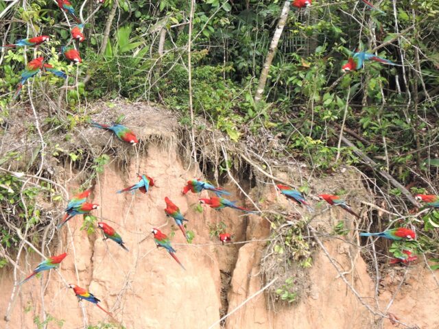 Tambopata: The Ultimate 4-Day Jungle Adventure